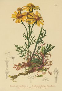 Pinnate levelű parlagfű (Senecio abrotanifolius, Jacobaea abrotanifolia) alkotó: German School