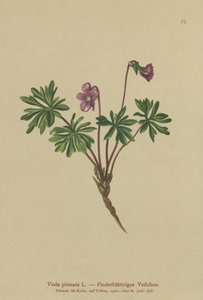 Pinnate Ibolya (Viola pinnata) alkotó: German School