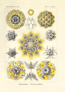 Polycyttaria alkotó: German School