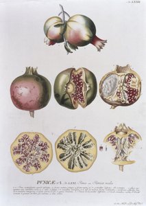 Gránátalma, metszett Johann Jakob Haid (1704-67) 72. tábla botanikai könyvből, kocsmából. írta Augustus Vind alkotó: German School