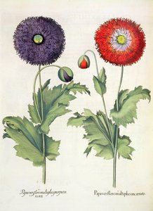 Pipacsok: 1. Mák több virágban megtestesült; 2.Pápavirág a Hortus Eystettensisből, Basil Besler (1561-1629), kocsma. 1613