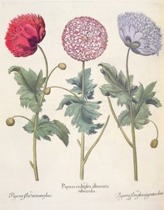 Mák: 1. A mák vörös bőrű mák komplexe; 2. Mák, csupa miniato virág; 3. Színes papavervirág, a Hortus Eystettensisből, Basil Besler (1561-1629), kocsma. 1613
