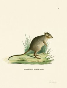 Potoroo (színes metszet) alkotó: German School