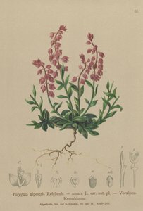 Alpesi tejfű (Polygala alpestris, Polygala amara var. aut. pl., Polygala brachyptera) alkotó: German School