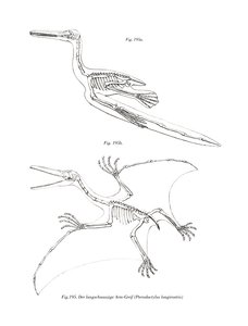 Pterodactyl (színes lito) alkotó: German School