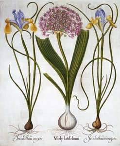 Purple Sensation és spanyol íriszek, a Hortus Eystettensistől, Basil Besler (1561-1629), pub. 1613 (kézzel színezett metszet) alkotó: German School