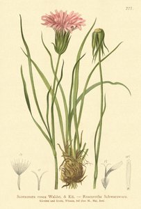 Lila viperafű (Scorzonera rosea, Scorzonera purpurea subsp. rosea) alkotó: German School
