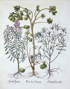 Purslane, Summer Savory and Winter Savory, Hortus Eystettensis, Basil Besler (1561-1629), pub. 1613 (kézzel színezett metszet) alkotó: German School
