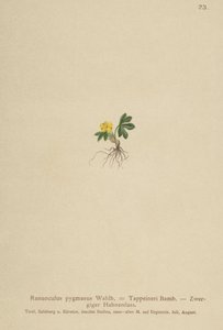 Boglárka (Ranunculus pygmaeus, Ranunculus tappeineri, Ranunculus baerianus, Ranunculus pygmaeus var. Langeanu) alkotó: German School