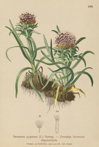 Pigmeus Saussurea (Saussurea pygmaea) alkotó: German School