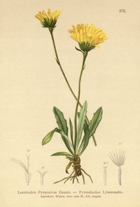 Pireneusi Hawkbit (Leontodon Pyrenaicum, Leontodon Pyrenaicus, ) alkotó: German School
