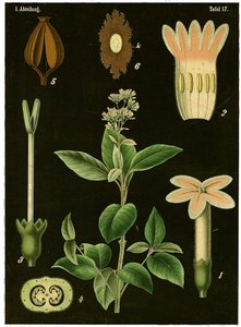 Kininfa (Cinchona Calisaya) 1890 körül (kromolitográfia) alkotó: German School