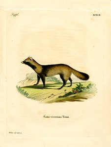 Raccoon Dog (színes metszet) alkotó: German School