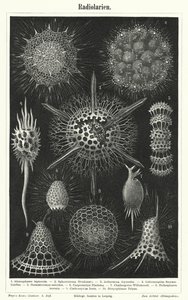 Radiolaria (metszet) alkotó: German School