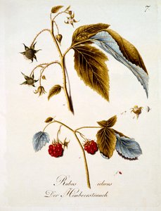 Málna, illusztráció Johann Daniel von Reitter német vadvirágos könyvéből, megjelent 1803-5 körül