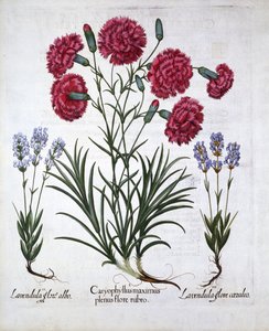 Vörös szegfű és levendula, a Hortus Eystettensisből, Basil Besler (1561-1629), pub. 1613 (kézzel színezett metszet) alkotó: German School
