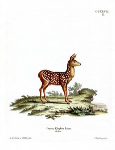 Red Deer Fawn (színes metszet) alkotó: German School
