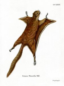 Vörös óriás repülő mókus (színes metszet) alkotó: German School