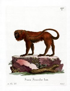 Red Howler (színes metszet) alkotó: German School