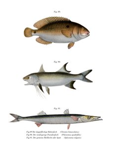 Red Yewel (színes litó) alkotó: German School