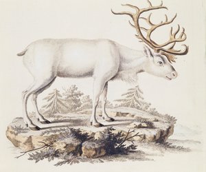 Rénszarvas (Cervus tarandus), az emlősökből, leírásokkal illusztrálva a természetből, Johann Christian Daniel von Schreber (1739-1810), metszet: I Nufsbiegel, 5. kötet, 248-C táblázat, Németország alkotó: German School