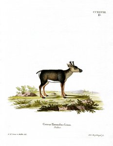 Rénszarvas Fawn (színes metszet) alkotó: German School