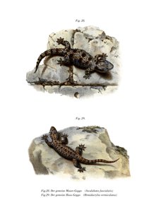 Ringed Wall Gecko (színes litó) alkotó: German School