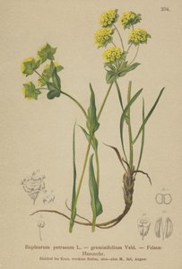 Sziklanyúl füle (Bupleurum petraeum, Bupleurum graminifolium) alkotó: German School