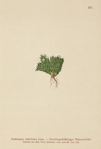 Sziklajázmin (Androsace imbricata, Aretia imbricata) alkotó: German School