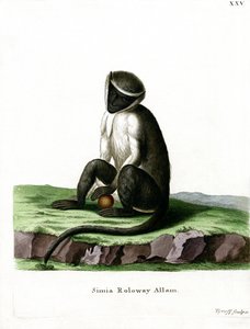 Roloway Guenon (színes metszet) alkotó: German School
