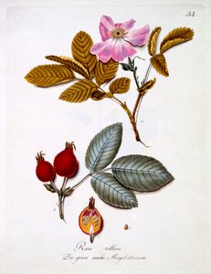 Rosa villosa, illusztráció Johann Daniel von Reitter német vadvirágos könyvéből, megjelent 1803-5 körül