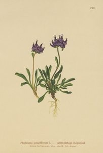 Kerekfejű rammpion (Phyteuma pauciflorum, Rapunculus pauciflorus, Phyteuma globulariifolium) alkotó: German School