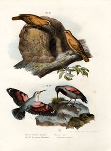 Rufous Hornero, 1864 alkotó: German School