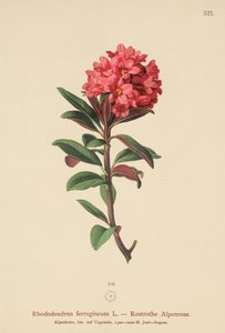 Rozsdáslevelű alpesi rózsa (Rhododendron ferrugineum) alkotó: German School