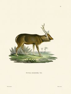 Sambar (színes metszet) alkotó: German School