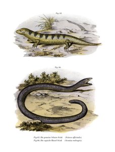 Sandfish Skink (színes litho) alkotó: German School