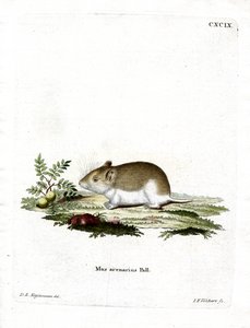 Sandy Mole Rat (színes gravírozás) alkotó: German School