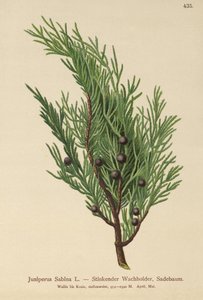 Savin Juniper (Juniperus Sabina) alkotó: German School