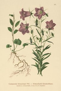 Scheuchzers harangvirág (Campanula Scheuzeri) alkotó: German School