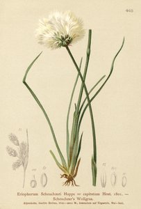 Scheuchzers gyapotfű (Eriophorum Scheuchzeri, Eriophorum capitatum) alkotó: German School