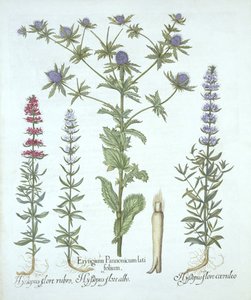 Tengeri magyal és háromféle izsóp, a Hortus Eystettensisből, Basil Besler (1561-1629), pub. 1613 (kézzel színezett metszet) alkotó: German School