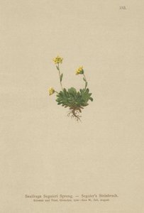 Seguieris Saxifrage (Saxifraga Seguieri) alkotó: German School
