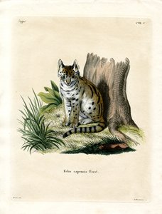 Serval (színes metszet) alkotó: German School