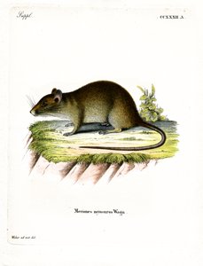 Rövidfarkú Bandicoot Rat (színes metszet) alkotó: German School