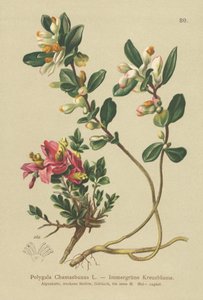 cserjés tejfű (Polygala Chamaebuxus) alkotó: German School