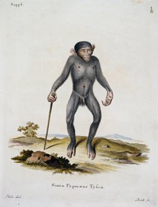 Simia pygmaeus, az emlősökből, leírásokkal illusztrálva a természetből, Johann Christian Daniel von Schreber (1739-1810), metszet: IC Bock, Németország alkotó: German School