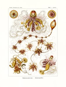 Siphonophorae, 1899-1904 alkotó: German School