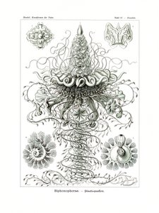Siphonophorae, 1899-1904 alkotó: German School