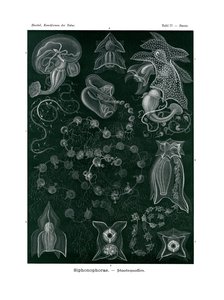 Siphonophorae, 1899-1904 alkotó: German School
