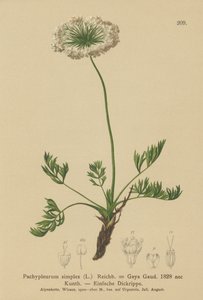 Kis alpesi lovagló (Pachypleurum mutellinoides, Pachypleurum simplex, Pachypleurum alpinum, Pachypleurum simplex, Neogaya simplex, Gaya simplex, Ligusticum simplex) alkotó: German School